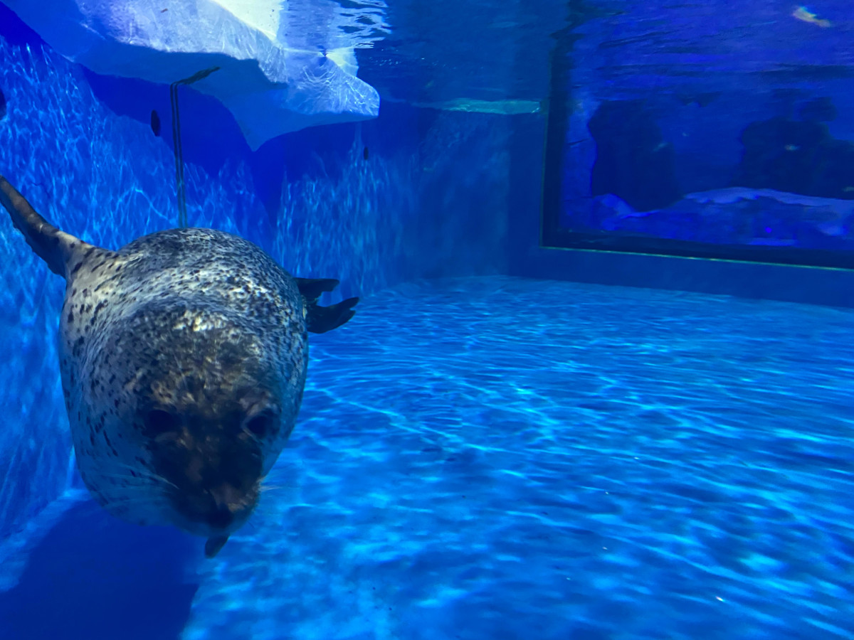 Фотография  для Пингвинарий