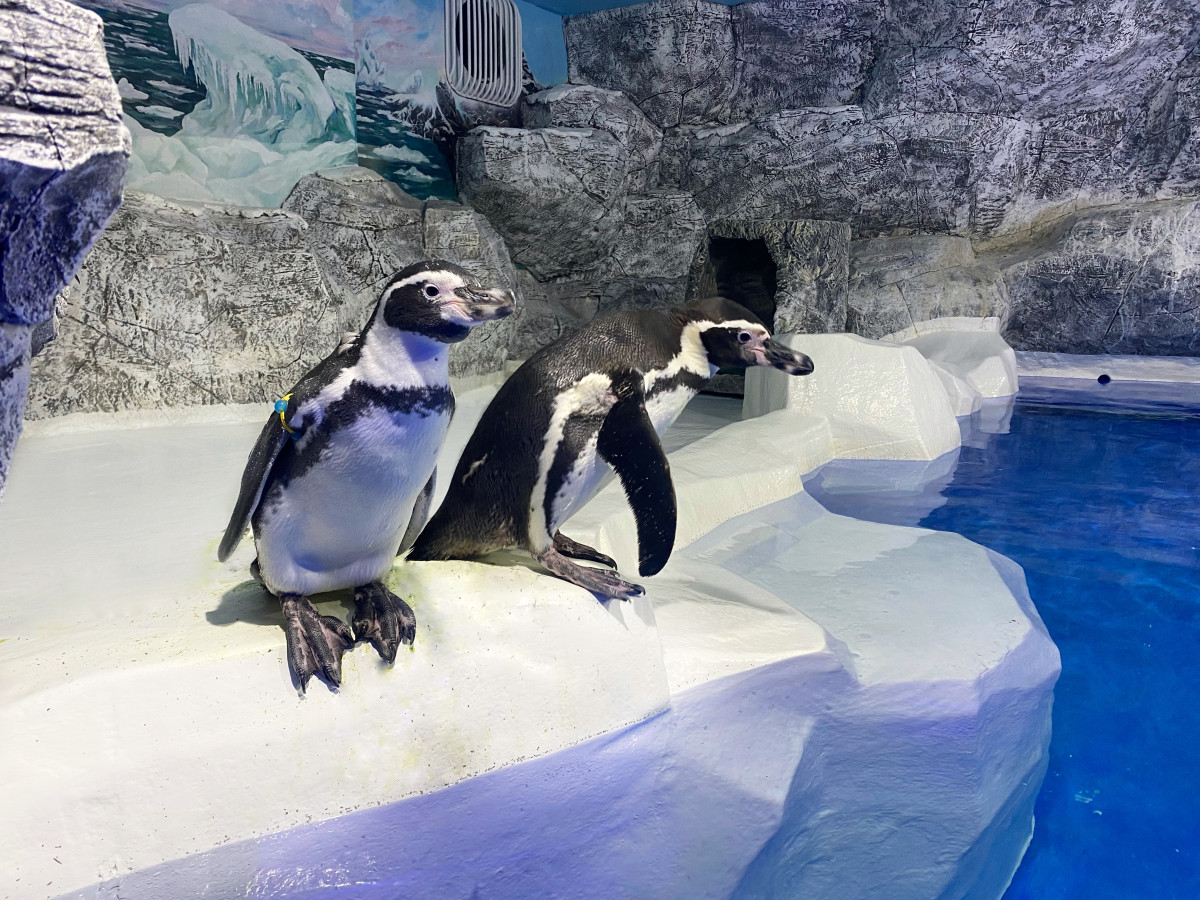 Фотография  для Пингвинарий