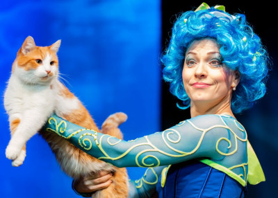 Коты спасают мир