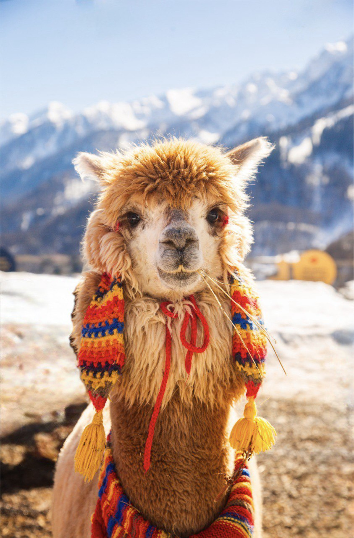 Фотография  для Экскурсия в парк альпак