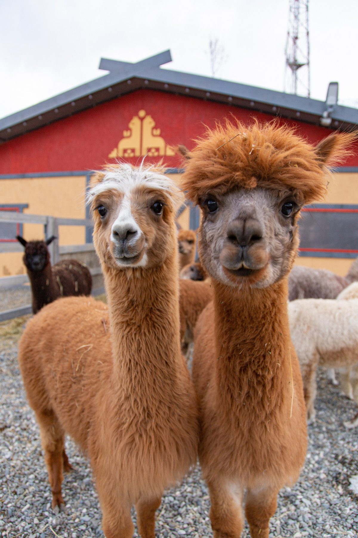 Фотография  для Экскурсия в парк альпак