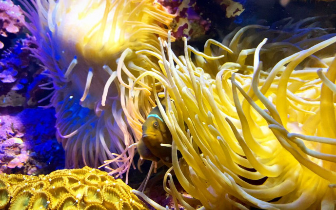 Фотография  для Океанариум