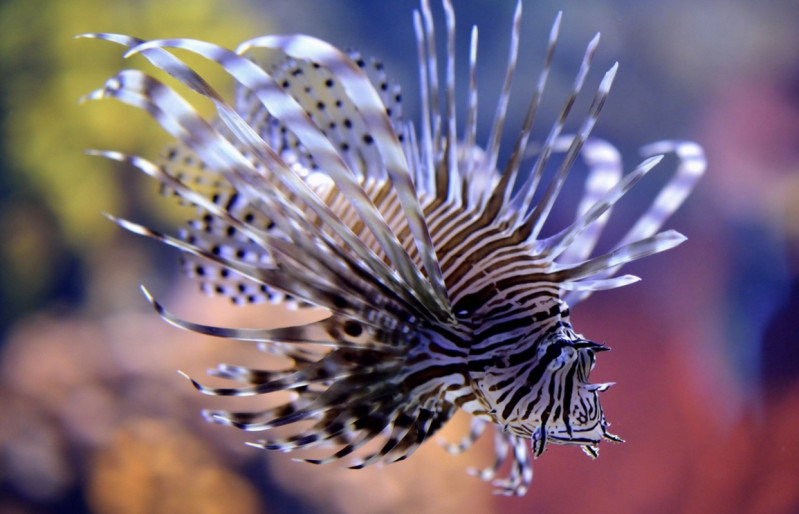 Фотография  для Океанариум