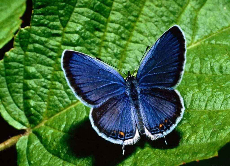 Фотография  для Сад бабочек