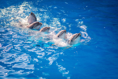 Плавание с дельфинами