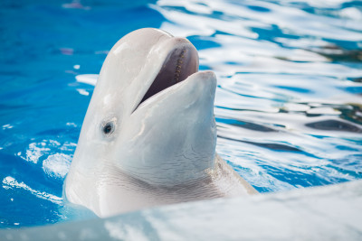 Плавание с китами