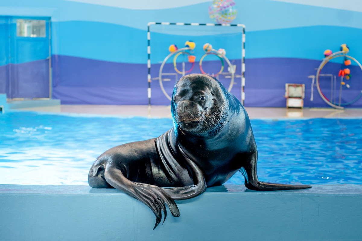 Фотография  для Шоу дельфинов