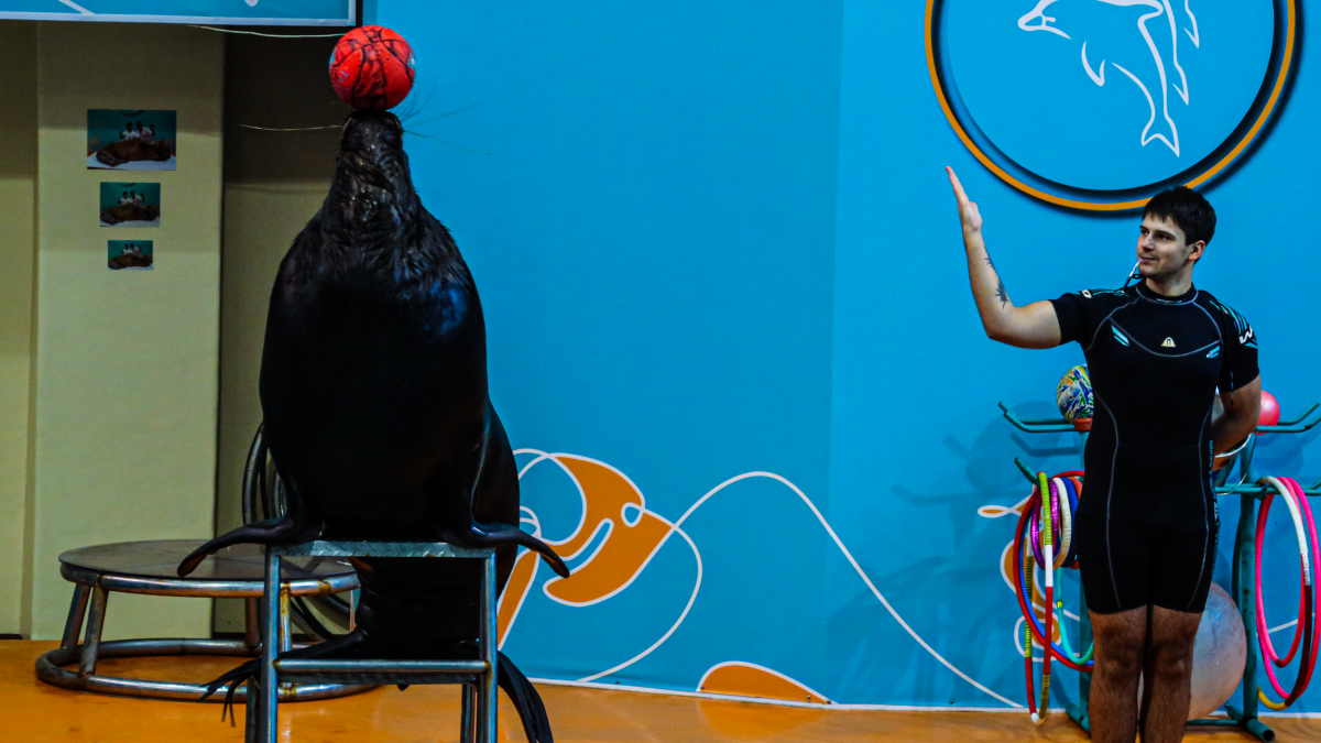 Фотография  для Геленджикский Дельфинарий