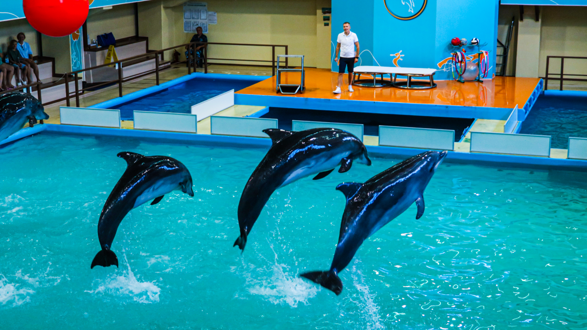 Фотография  для Геленджикский Дельфинарий