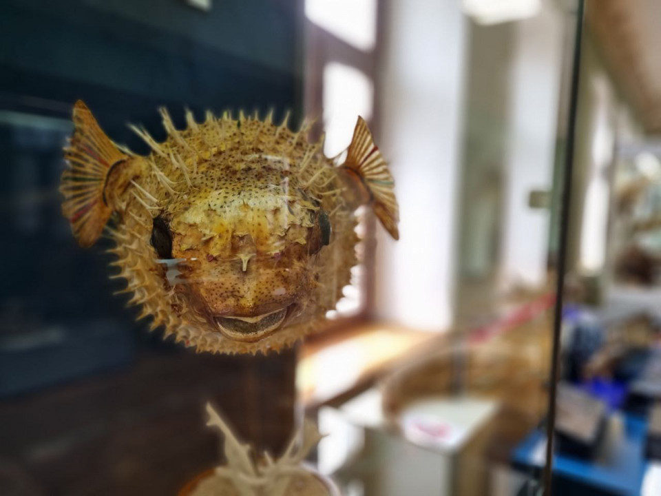 Фотография  для Дарители естественно-научной коллекции