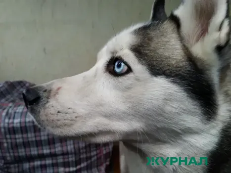 На Кубани спасли сибирскую хаски, которую приняли за волка