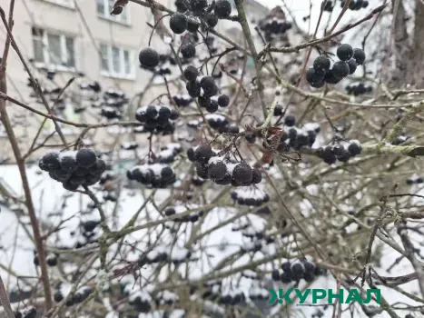 В Геленджике упавшие ветви дерева перекрыли движение на проспекте Геленджикском