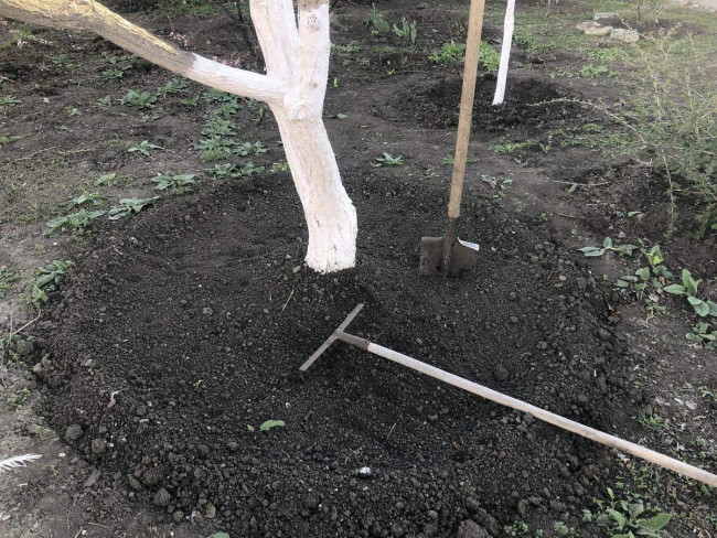 Цветок, который решит все проблемы в саду: герань кембриджская защитит ваши деревья