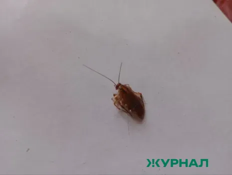 Прокуратура проверяет жалобу о тараканах в детском отделении больницы Славянска-на-Кубани