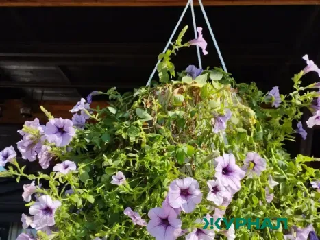 Общественники Краснодара выступили против новых правил благоустройства города на слушаниях