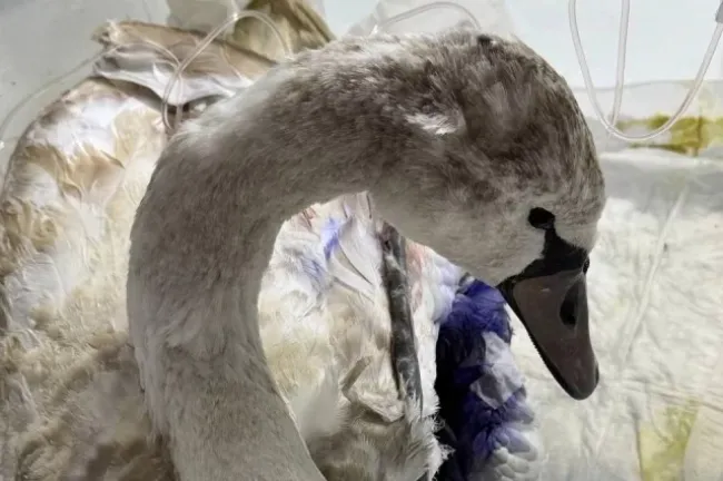 Лебедя, вмерзшего в лед, спасли в Анапе местные волонтеры и спасатели