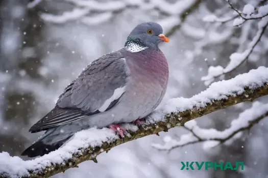 Массовая гибель вяхирей в Краснодарском крае связана с отравлением