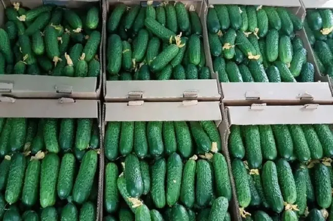 Партия огурцов из Турции возвращена из-за заражения трипсом в Туапсе