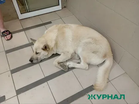 В Краснодаре раненого пса нашли на остановке, зооволонтёры просят помощи