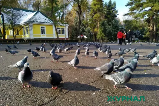 Гибель 200 диких голубей в Туапсе связана с заболеваниями мозга и крови
