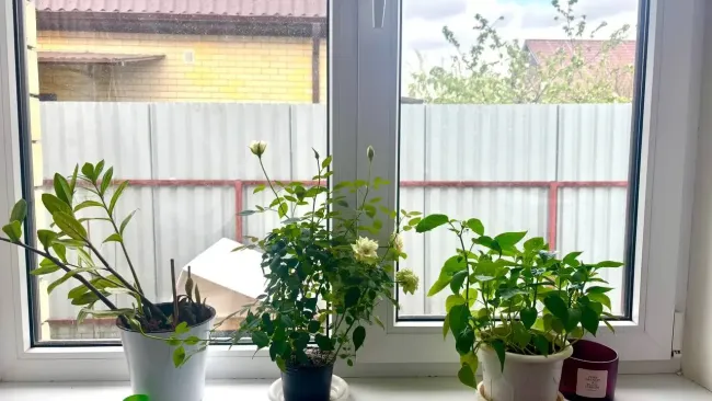 Очистите окна без химии: как белый мел вернет блеск стеклам