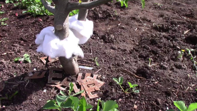 Защитите плодовые деревья от муравьев с помощью старой подушки и синтепона