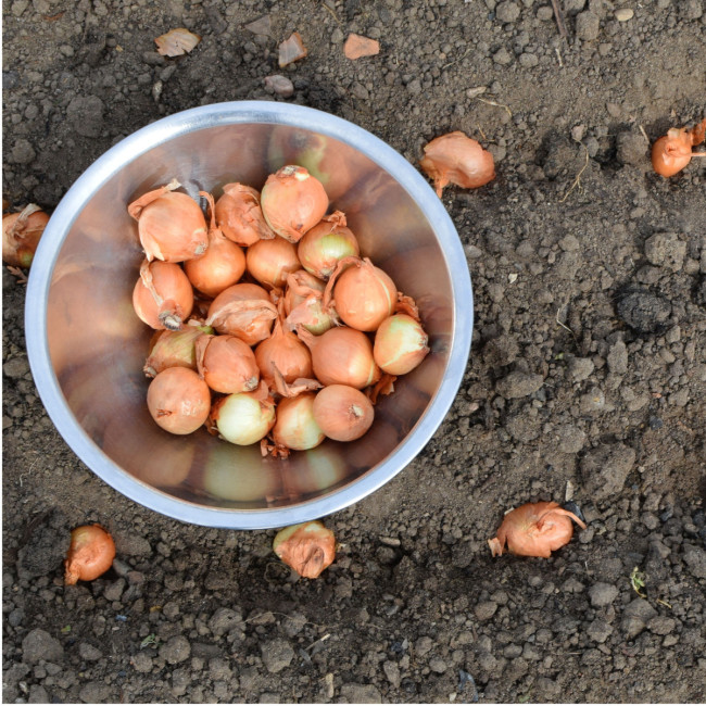 Правильная подготовка лука-севка: как избежать стрелкования и получить хороший урожай