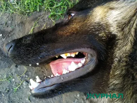 В Новороссийске начата проверка по факту массового уничтожения животных