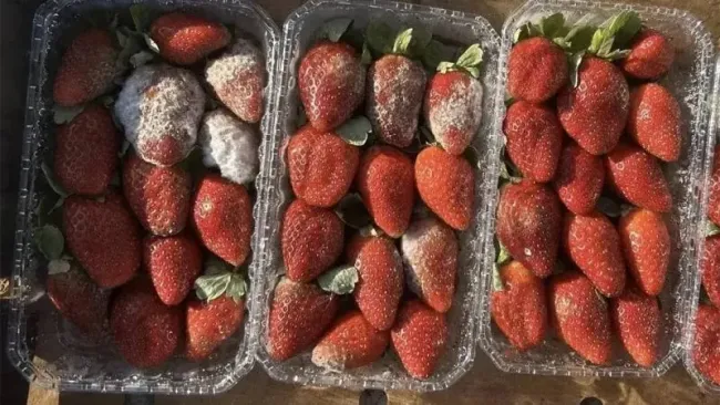 В Новороссийске уничтожена партия клубники из-за карантинной мухи