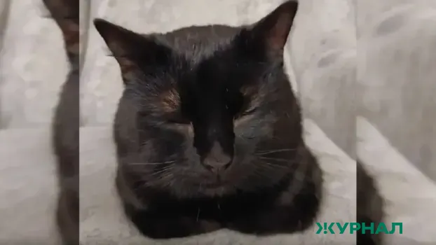 Спасатели Кубани помогли животным, попавшим в бедственное положение