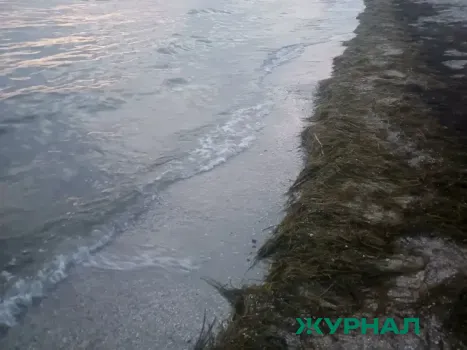 Блогер призвал администрацию Анапы очистить реку Анапка от мусора