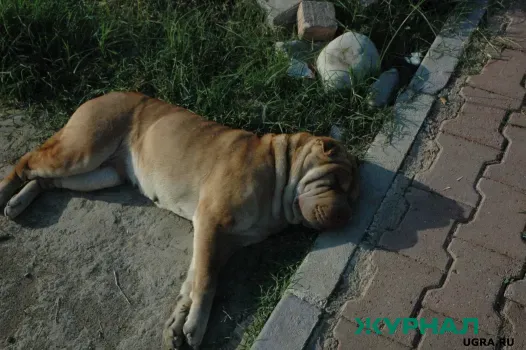 В Новороссийске расследуют массовую гибель собак в хуторе Горный