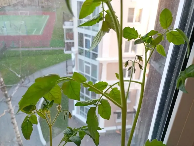 Подкормка рассады помидоров луковой шелухой: крепкие растения без дополнительных средств