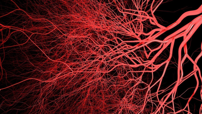 Гранат против тромбов: как этот фрукт помогает улучшить здоровье сосудов