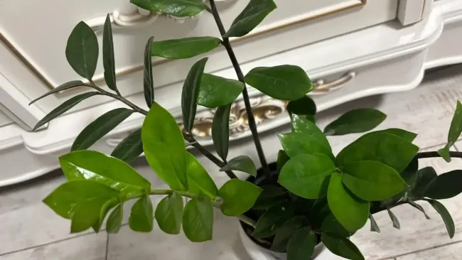 Обрезка замиокулькаса: как сделать растение здоровым и запустить его рост