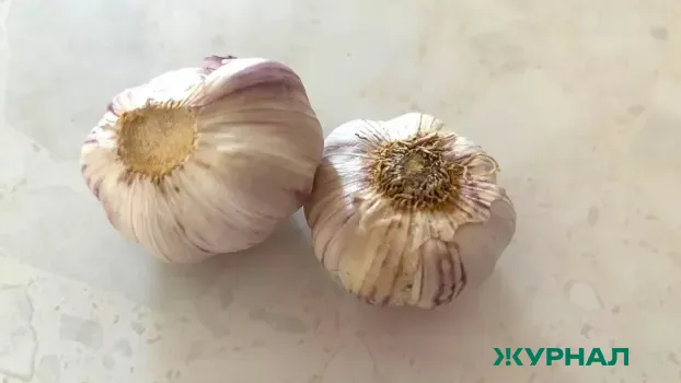 Как правильно удобрять чеснок: 3 простых ингредиента для крепкого урожая