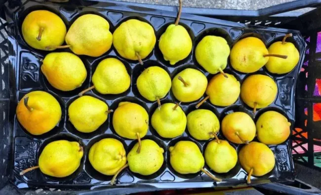 Партию груш из Турции обезвредили в Новороссийске из-за карантинного вредителя