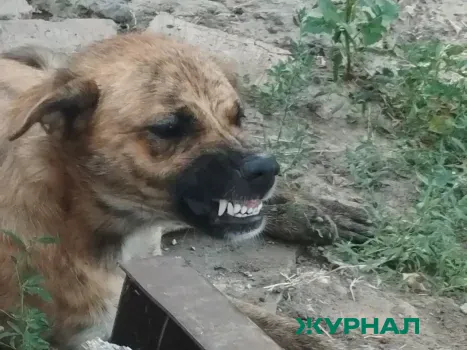 В Тимашевском районе собака укусила девочку, владелица заплатила компенсацию