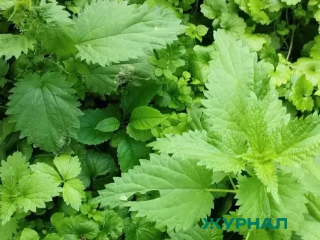 Крапивная мазь для вен: простое средство для улучшения кровообращения и снятия усталости