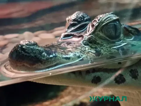 Останки вымершей рептилии найдены под Белореченском