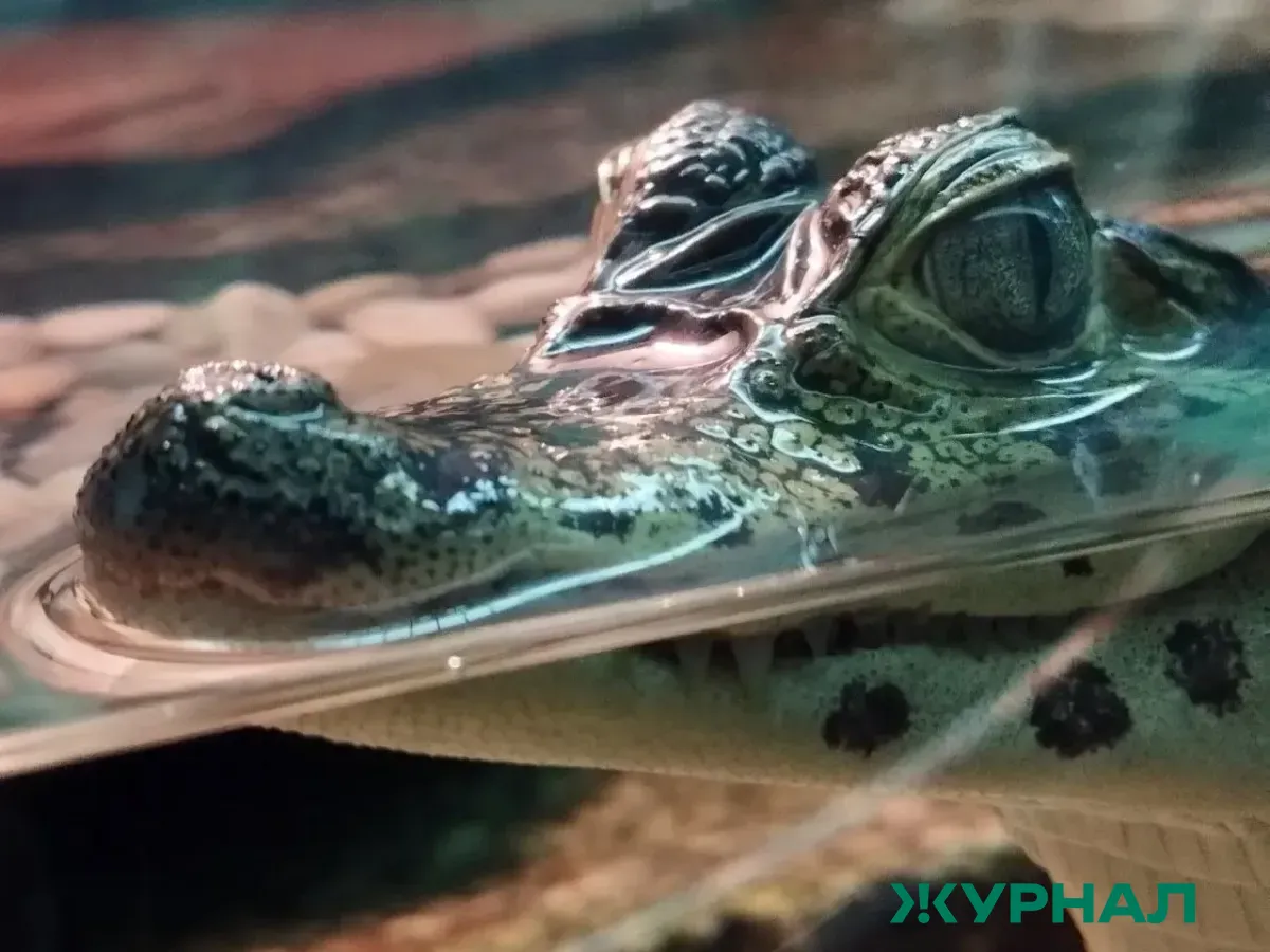 Останки вымершей рептилии найдены под Белореченском