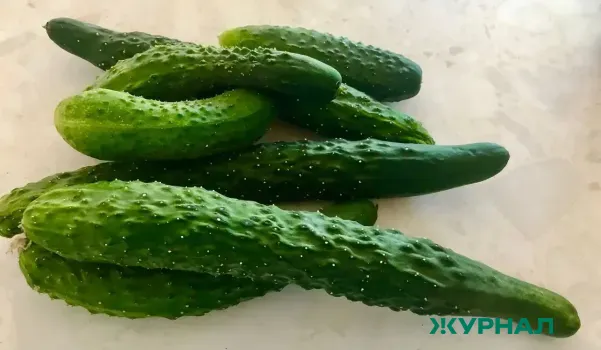 Цены на огурцы в Краснодарском крае достигли 340 рублей за килограмм