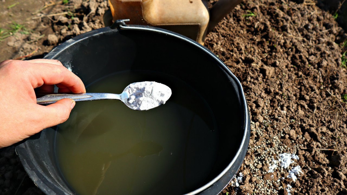 Простое удобрение из крахмала и сахара для плодородной почвы