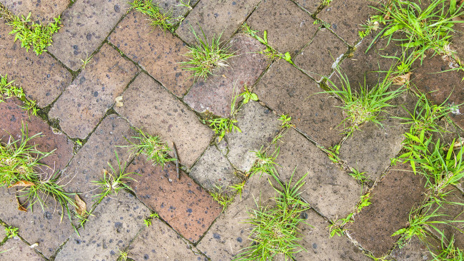 Смешайте ¾ стакана белизны с водой и забудьте о сорняках на дорожках на всё лето