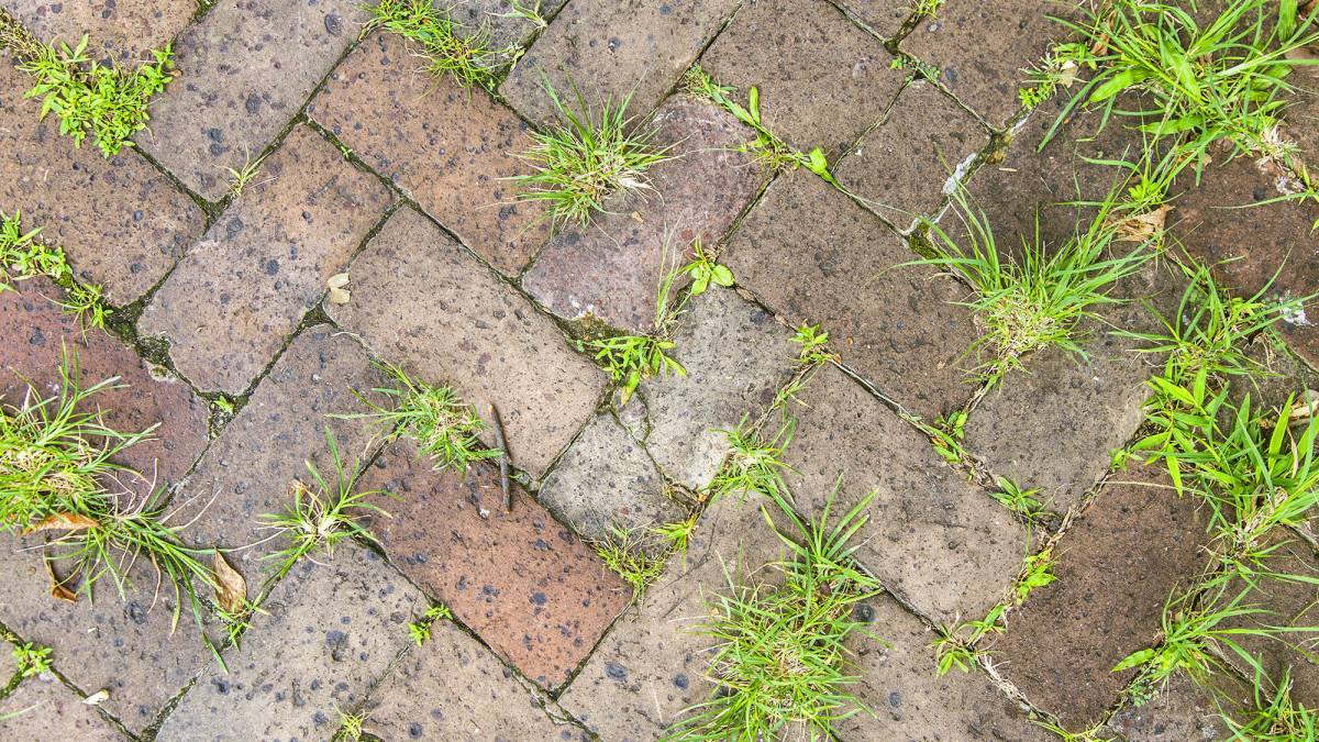 Смешайте ¾ стакана белизны с водой и забудьте о сорняках на дорожках на всё лето