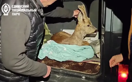 В Адлере сотрудники нацпарка спасли косулю, которая убежала от собакКосуля сбежала от собак