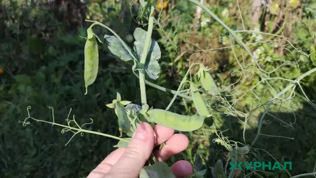 Зеленый горох: как добавить в рацион полезные блюда для здоровья и энергии