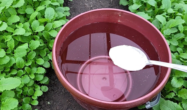 Энергетический коктейль для почвы: как дрожжи и трава увеличат урожай