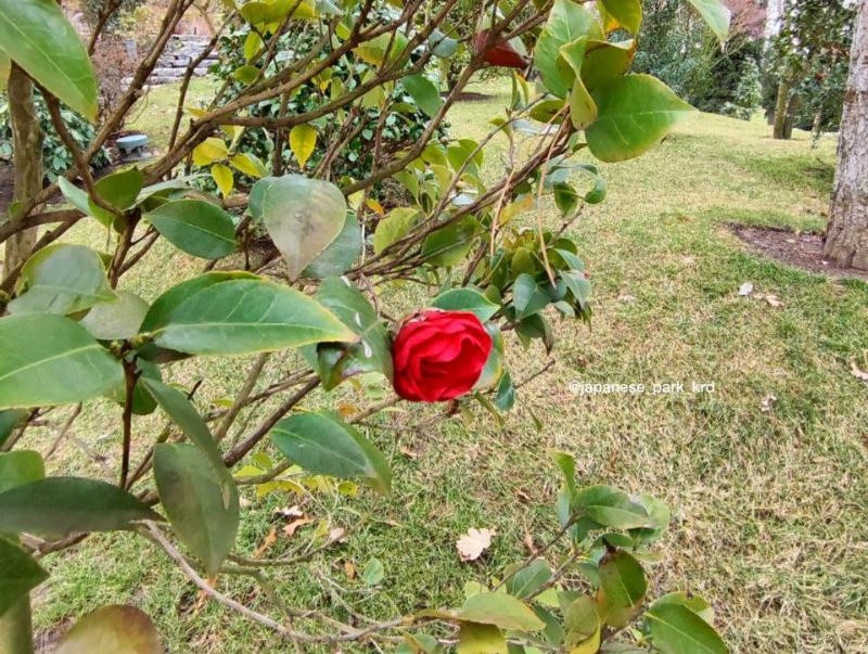 В парке Галицкого начали цвести камелии в Японском саду