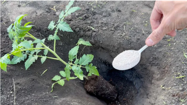 Яичная скорлупа для томатов: как повысить урожайность и защитить растения